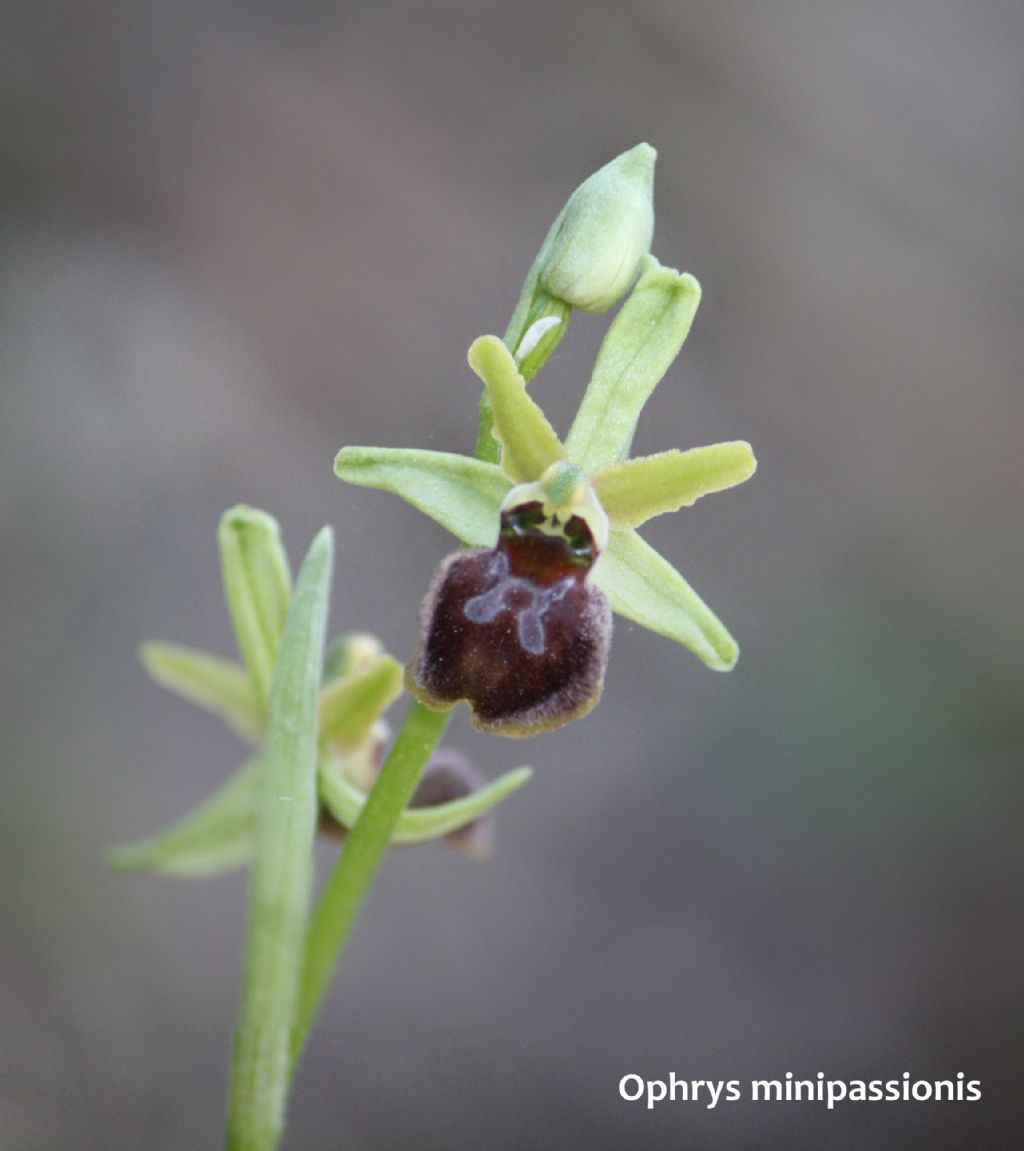 Ophrys minipassionis nell''Appennino Tosco-Emiliano